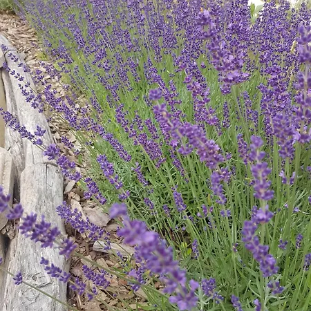 Kis Levendulas Vendeghaz Zalaegerszeg