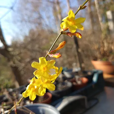 Kis Levendulas Vendeghaz Daire Zalaegerszeg