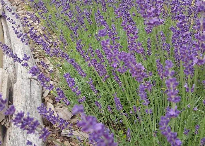 Kis Levendulas Vendeghaz Zalaegerszeg